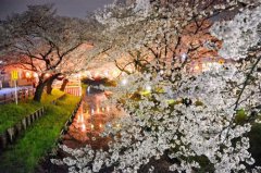 日本各地迎赏樱高峰 繁花似锦(组图)